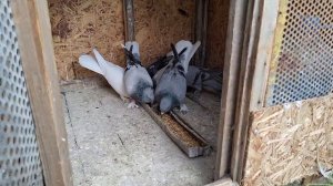 Линька голубей & Кормовая сера, дозировка. Таклачата гон, один в кураже.