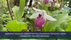 Венерин Башмачок