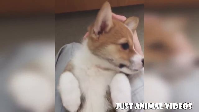 Funny Corgi Video Compilation | Cutest Corgis of 2018 смотреть онлайн