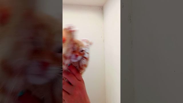 солнечный кот
