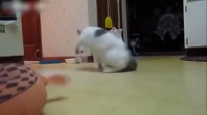 Почему Котики Такие Милые и не Нужно Их Обижать? ❒ Кубики #25