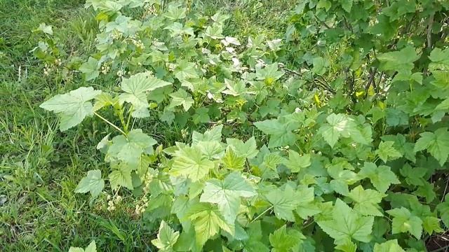 Дачные дела смотреть онлайн