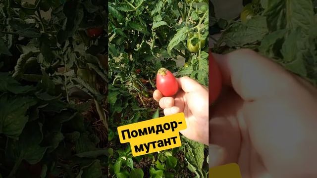 Помидор-мутант Настенька