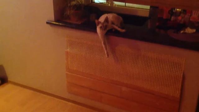 Девон-Рекс Мишель. Сама скромность. смотреть онлайн