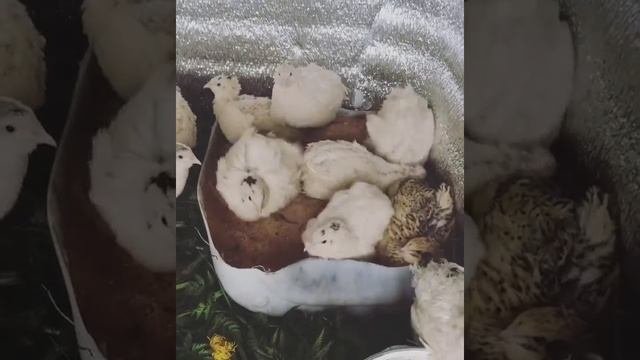 Содержание перепелов без клетки