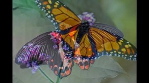 Самые красивые бабочки в мире.