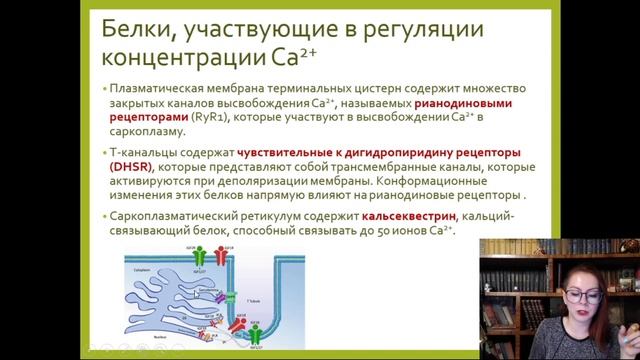 12. Мышечные ткани (лекция по гистологии)
