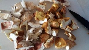 Жареные лесные грибы