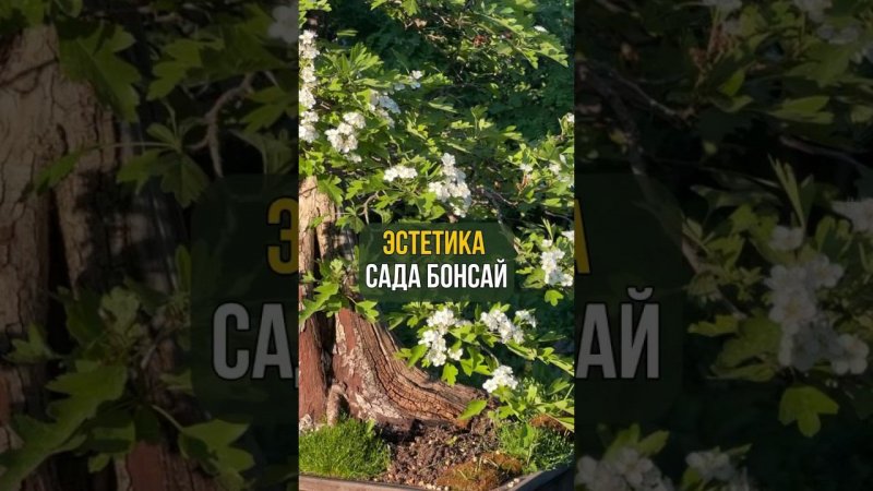 ЭСТЕТИКА САДА БОНСАЙ