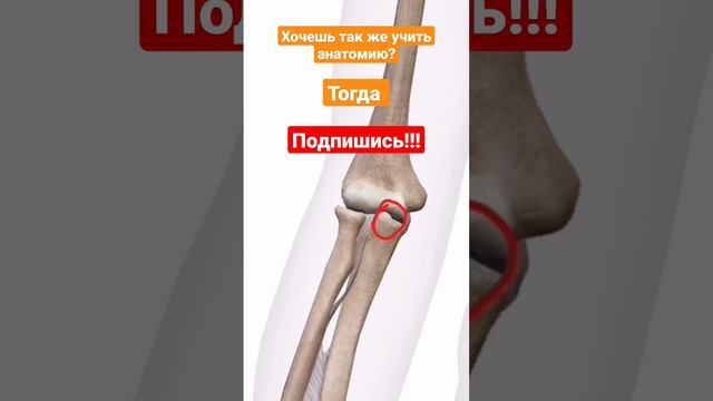 ? Анатомия локтевого сустава.  #шортс #анатомия #medicalstudent #study #shots #anatomy #medicina