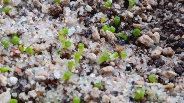 Цветущий динтерантус.Посевы литопсов.Цветущие литопсы.Уход за литопсами.Кактусы мои любимые. смотреть онлайн