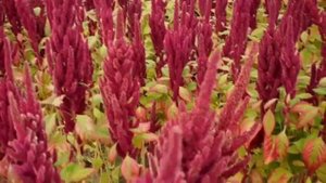 Амарант ( щирица) польза для организма