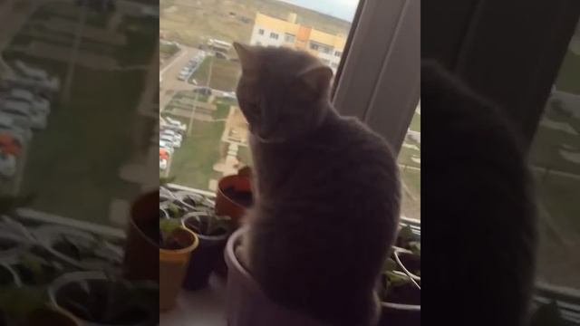 Шмоня