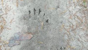 Медведи в лесу.Красный Стекловар.5.10.20г