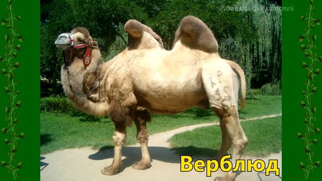 Домашние животные ? Изучаем домашних животных и их голоса. Развивающее видео для детей. смотреть онлайн