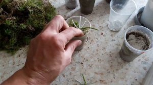 Размножаем дендробиум