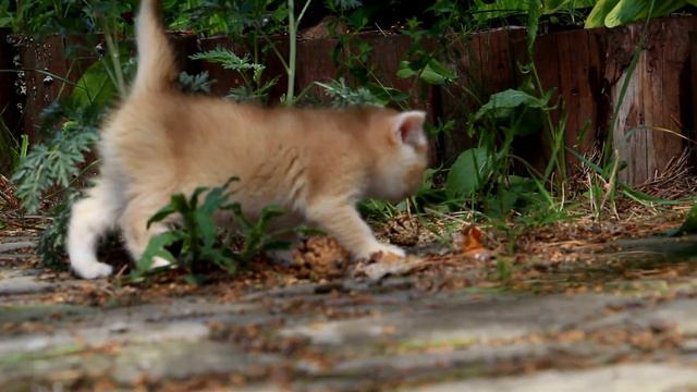 British kitten Lotos Jazz SunRay BRI ny 11 Male | Британский котенок золотого затушеванного окраса смотреть онлайн