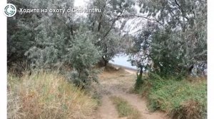 Охота в Краснодарском крае – Темрюкская РО ККОООР охота на вальдшнепа в Краснодарском крае