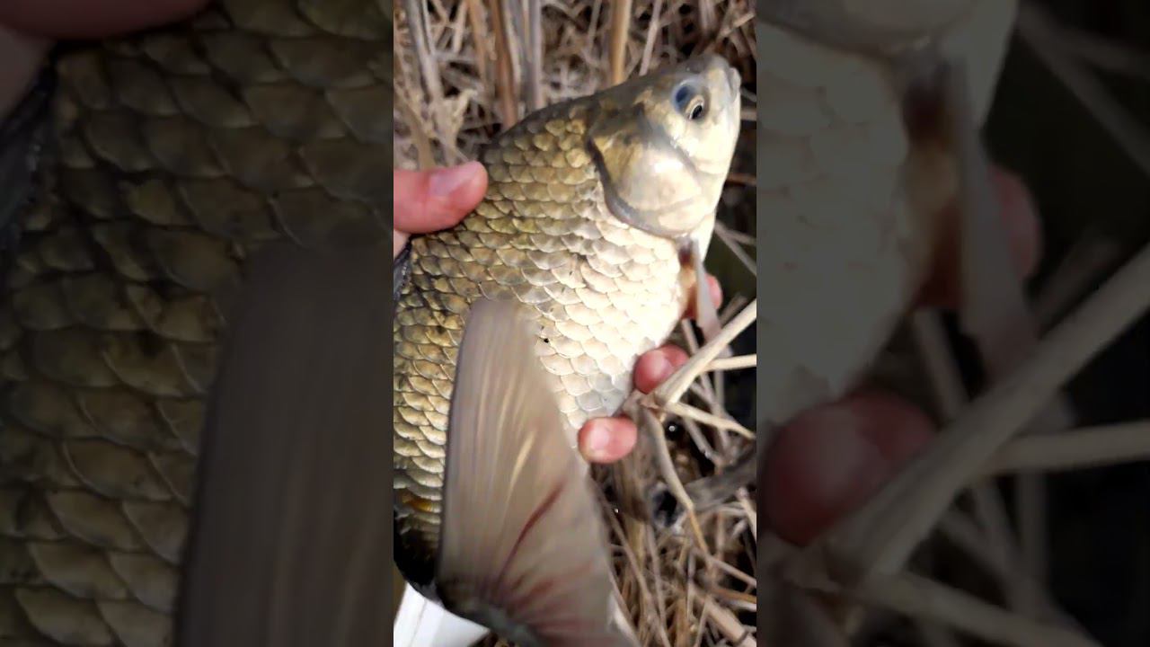 ПОЙМАЛ КАРАСЯ С ИКРОЙ И ОТПУСТИЛ #рыбалка #shortsvideo #fishing #ловлякарася