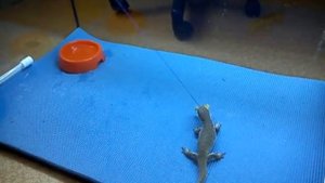 Капский варан играет