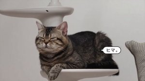 [他國事務] 2021 Nissan Dayz |Cat Car | にゃっさんデイズ | 喵星人專屬超可愛自走小車車