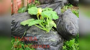 ТЫКВА на МЕШКАХ!