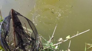 Мормышинг.Караси на приманку 0.5 дюйма от curious fish