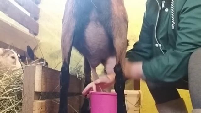 Козлята - ХАМЕЛЕОНЫ?ВЫМЯ козы после кормления Сырой картошкой☀️4ое кормление КОЗЛЯТ из чашки смотреть онлайн