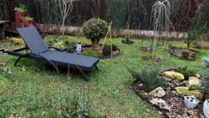 Посадили новогоднюю ель Виллс Цверг. Сосна Милки Вей (Milki Way) с опт-хоз. Тимьян чебрец. обзор