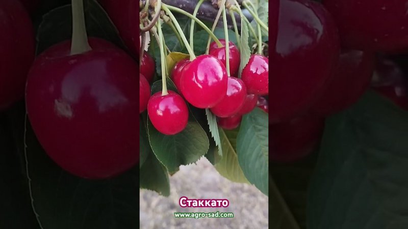 Самые поздние сорта черешни - Стаккато (Staccato)