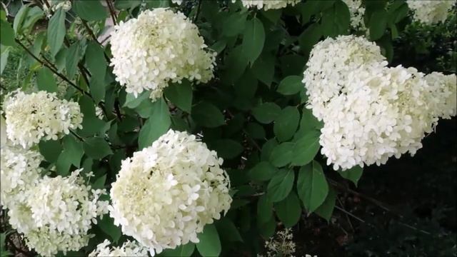 ЛЮБУЕМСЯ КРАСОТОЙ И НЕЖНОСТЬЮ! ЛЕТНИЙ САД. ЛУЧШИЕ ЦВЕТЫ СЕЗОНА С НАЗВАНИЯМИ смотреть онлайн