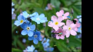 #Медуница #Незабудка #Синяк #Цветы садовые48 Декоративные растения