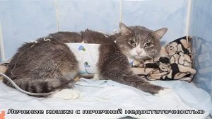 Почечная недостаточность у кошек и котов