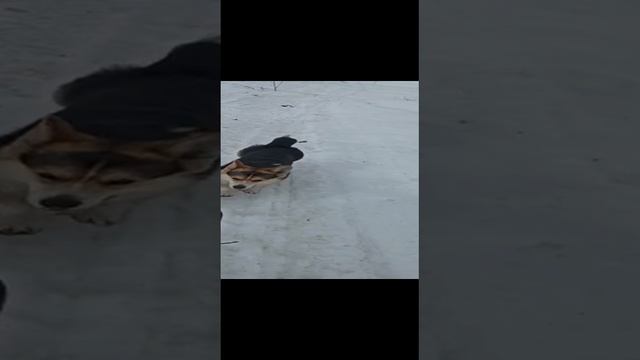 тренируем пёсика смотреть онлайн