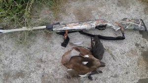 Хатсан 70 охота на утку / Hatsan 70 duck hunt