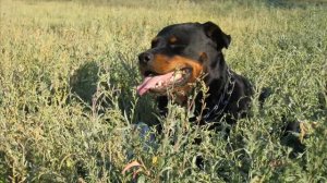 мост радуги