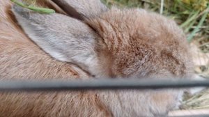 Моё 26 видео. Как мыть кролика