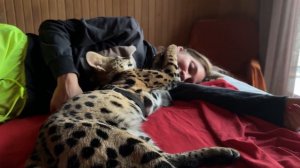 Сладко спим и вылизывает маму😹🐆 serval cat