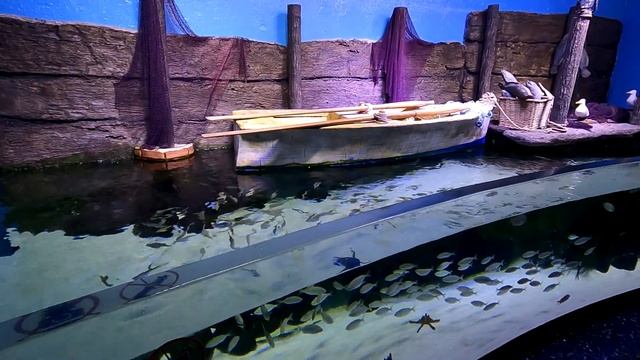 АКВАРИУМ АНТАЛИИ! Самый большой туннельный Аквариум! ANTALYA Турция смотреть онлайн