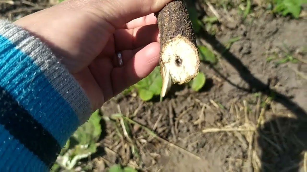 Village vlog :5 мая 2022 г. Обрезала смородинуКусты очень старые смотреть онлайн