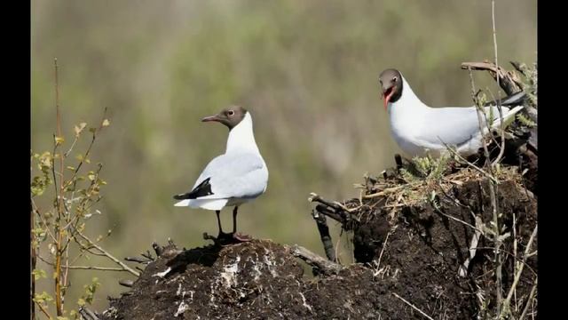 Видеоэкскурс «Озерные чайки и их малыши: встречи на водоемах»
