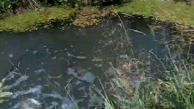 Выкачиваем воду из пруда насосом от БМП-2