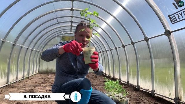 РАССАДА посадка сажалкой в ТЕПЛИЦУ смотреть онлайн