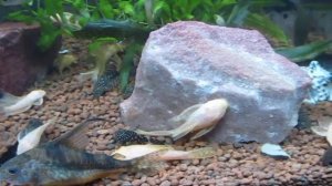 Проредила растения в аквариуме