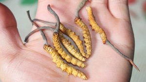 ТИХАЯ ОХОТА ГРИБОВ