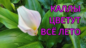 Каллы не цветут? 😔 Я знаю, в чем причина! Решение есть! 🌷🌱🌸 Как вырастить каллы в саду?