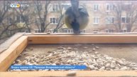 Владимирцы обсуждают загадочное поведение синицы, попавшей в объектив камеры