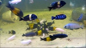 Популяции рыб  озера Танганьики !!!