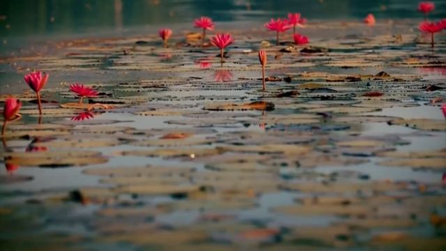 ИСТОРИЯ ХРАМА АНГКОР ВАТ смотреть онлайн