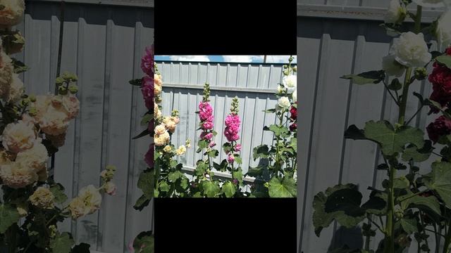 Mallow Flowers смотреть онлайн